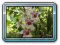 Tropical Garden, Tanah Lot und Schmetterlingsgarten