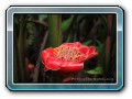 Tropical Garden, Tanah Lot und Schmetterlingsgarten
