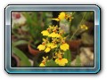 Tropical Garden, Tanah Lot und Schmetterlingsgarten