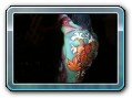 Samui International Body Painting Competition