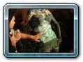 Samui International Body Painting Competition