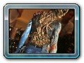 Samui International Body Painting Competition