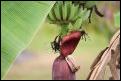 Bananenbl�te