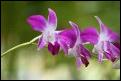 Orchidee