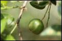 Limetten