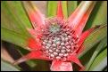 kleine Ananas