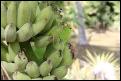 Thai Bananen
