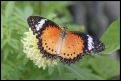 Schmetterling
