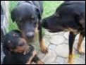 unsere Hundefamilie