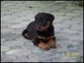 Rocky unser Rottweilerruede, gebohren am 10.April 2007