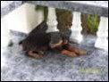 ganz aus der Puste auf der Terrasse