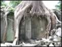 W�rgefeigen in Ta Prohm
