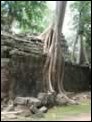 W�rgefeigen in Ta Prohm