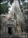 W�rgefeigen in Ta Prohm