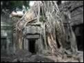 W�rgefeigen in Ta Prohm