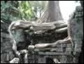 W�rgefeigen in Ta Prohm