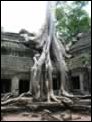 W�rgefeigen in Ta Prohm