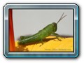 Insekten
