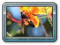 Insekten