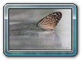 Schmetterling