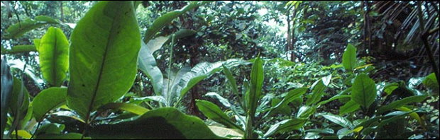 Tropenklima in Thailand