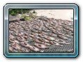 Delfin Tour to Kanom