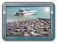 Delfin Tour to Kanom