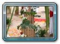 Hochzeit auf Koh Samui